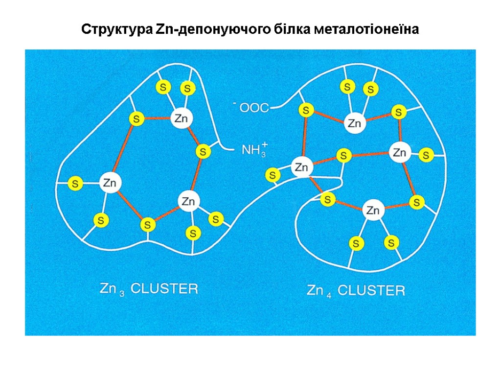 Структура Zn-депонуючого білка металотіонеїна